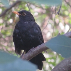 Turdus merula (Eurasian Blackbird) at Flynn, ACT - 1 Mar 2023 by Christine