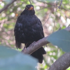 Turdus merula at Flynn, ACT - 2 Mar 2023