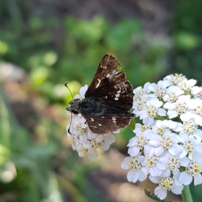 Dispar compacta (Barred Skipper) at Braidwood, NSW - 2 Mar 2023 by MatthewFrawley