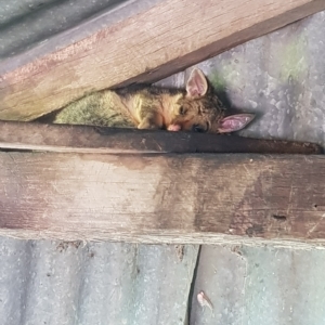 Trichosurus vulpecula at Braidwood, NSW - 2 Mar 2023