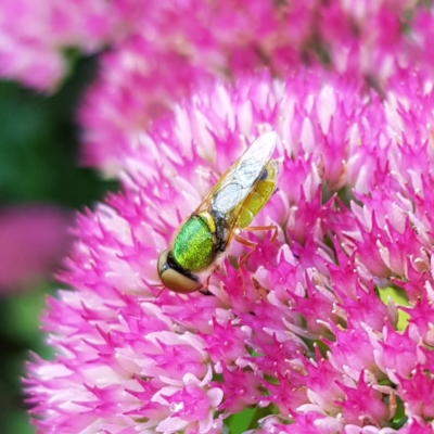 Odontomyia decipiens (Green Soldier Fly) at Braidwood, NSW - 2 Mar 2023 by MatthewFrawley