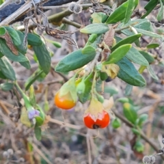 Lycium ferocissimum (African Boxthorn) at Isaacs Ridge - 1 Mar 2023 by Mike