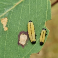 Paropsisterna cloelia (Eucalyptus variegated beetle) at Jerrabomberra, ACT - 3 Mar 2023 by Mike