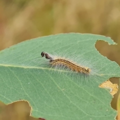 Uraba lugens (Gumleaf Skeletonizer) at Isaacs Ridge - 3 Mar 2023 by Mike