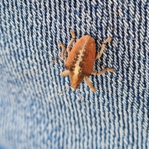 Gonipterus sp. (genus) at Jerrabomberra, ACT - 3 Mar 2023