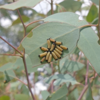 Paropsisterna cloelia (Eucalyptus variegated beetle) at Farrer Ridge - 2 Mar 2023 by gregbaines