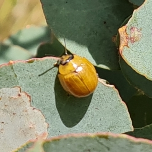 Paropsisterna cloelia at Jerrabomberra, ACT - 3 Mar 2023