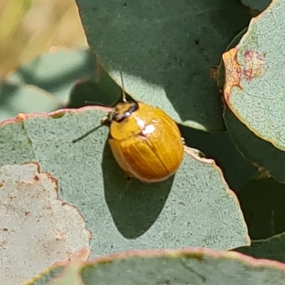 Paropsisterna cloelia (Eucalyptus variegated beetle) at Jerrabomberra, ACT - 3 Mar 2023 by Mike