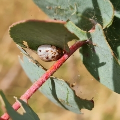 Paropsisterna m-fuscum (Eucalyptus Leaf Beetle) at Jerrabomberra, ACT - 3 Mar 2023 by Mike