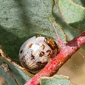 Paropsisterna m-fuscum at Jerrabomberra, ACT - 3 Mar 2023