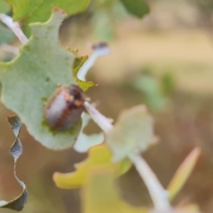 Paropsisterna decolorata (A Eucalyptus leaf beetle) at Isaacs Ridge - 3 Mar 2023 by Mike