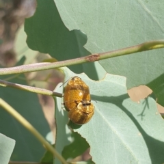 Paropsisterna cloelia at Wanniassa, ACT - 3 Mar 2023