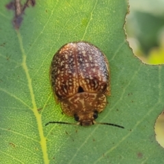 Paropsis variolosa (Variolosa leaf beetle) at Jerrabomberra, ACT - 3 Mar 2023 by Mike