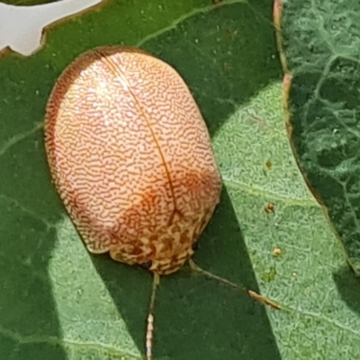 Paropsis atomaria (Eucalyptus leaf beetle) at Jerrabomberra, ACT - 3 Mar 2023 by Mike