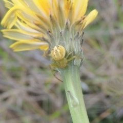 Lehtinelagia prasina (Leek-green flower spider) at Tarengo Reserve (Boorowa) - 23 Oct 2022 by michaelb