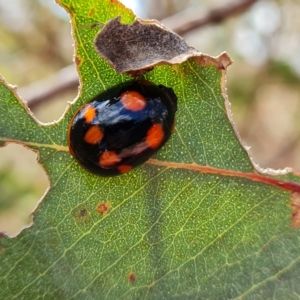 Paropsisterna beata at Jerrabomberra, ACT - 3 Mar 2023