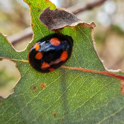 Paropsisterna beata (Blessed Leaf Beetle) at Isaacs Ridge - 3 Mar 2023 by Mike