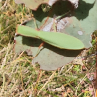 Orthodera ministralis (Green Mantid) at Jerrabomberra, ACT - 3 Mar 2023 by Mike