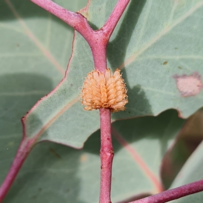Paropsis atomaria (Eucalyptus leaf beetle) at Jerrabomberra, ACT - 3 Mar 2023 by Mike