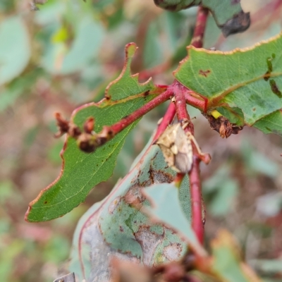 Oechalia schellenbergii (Spined Predatory Shield Bug) at Jerrabomberra, ACT - 3 Mar 2023 by Mike