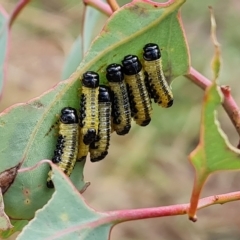 Paropsis atomaria (Eucalyptus leaf beetle) at Isaacs Ridge - 3 Mar 2023 by Mike