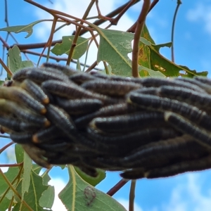 Pseudoperga sp. (genus) at Jerrabomberra, ACT - 3 Mar 2023