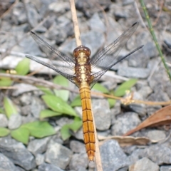 Orthetrum villosovittatum (Fiery Skimmer) at Tianjara, NSW - 1 Mar 2023 by AnneG1