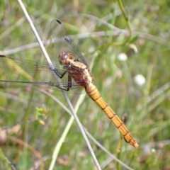 Orthetrum villosovittatum at Tianjara, NSW - 1 Mar 2023 02:27 PM
