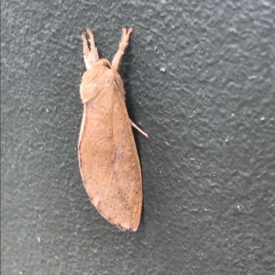 Elhamma australasiae (A Swift or Ghost moth (Hepialidae)) at Dickson Wetland Corridor - 24 Feb 2023 by MattFox