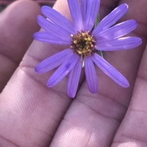 Olearia tenuifolia at Aranda, ACT - 5 Feb 2023 06:27 PM