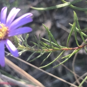 Olearia tenuifolia at Aranda, ACT - 5 Feb 2023 06:27 PM