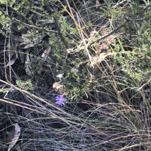 Olearia tenuifolia at Aranda, ACT - 5 Feb 2023 06:27 PM