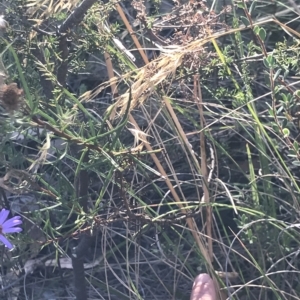 Olearia tenuifolia at Aranda, ACT - 5 Feb 2023