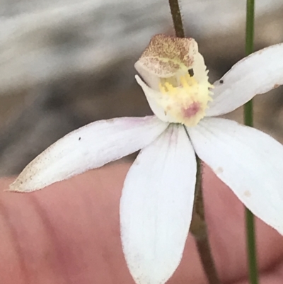 Caladenia moschata (Musky Caps) at Bruce Ridge to Gossan Hill - 8 Nov 2022 by MattFox