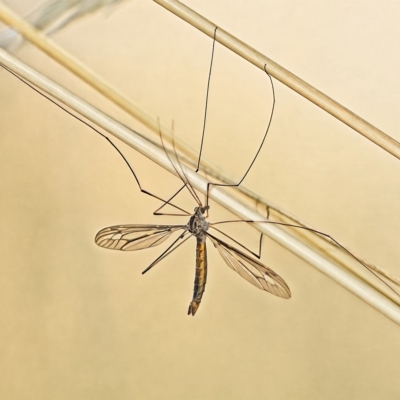 Leptotarsus (Leptotarsus) sp.(genus) (A Crane Fly) at Stromlo, ACT - 1 Mar 2023 by Kenp12