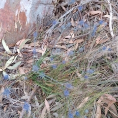Eryngium ovinum (Blue Devil) at Tarago, NSW - 3 Mar 2023 by DrDJDavidJ