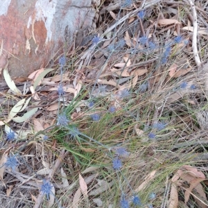 Eryngium ovinum at Tarago, NSW - 3 Mar 2023 01:19 PM