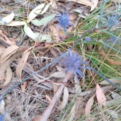 Eryngium ovinum at Tarago, NSW - 3 Mar 2023