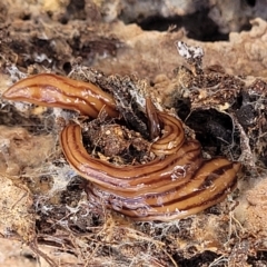 Anzoplana trilineata at O'Connor, ACT - 3 Mar 2023