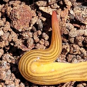 Fletchamia quinquelineata at O'Connor, ACT - suppressed