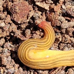 Fletchamia quinquelineata at O'Connor, ACT - suppressed