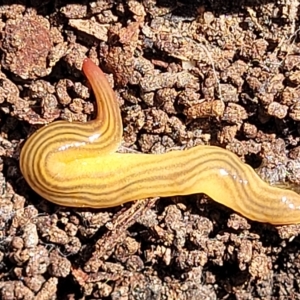 Fletchamia quinquelineata at O'Connor, ACT - suppressed