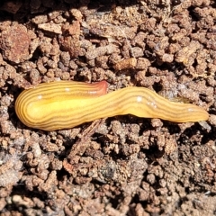 Fletchamia quinquelineata at O'Connor, ACT - suppressed