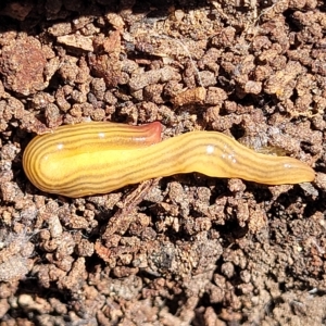 Fletchamia quinquelineata at O'Connor, ACT - suppressed