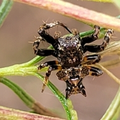 Celaenia sp. (genus) (False bird-poo spider) at O'Connor, ACT - 3 Mar 2023 by trevorpreston