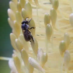 Tetragonula carbonaria (Stingless bee) at Woonona, NSW - 3 Mar 2023 by LeighRoswen