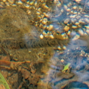 Galaxias olidus at Paddys River, ACT - 2 Mar 2023