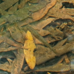 Galaxias olidus at Paddys River, ACT - 2 Mar 2023