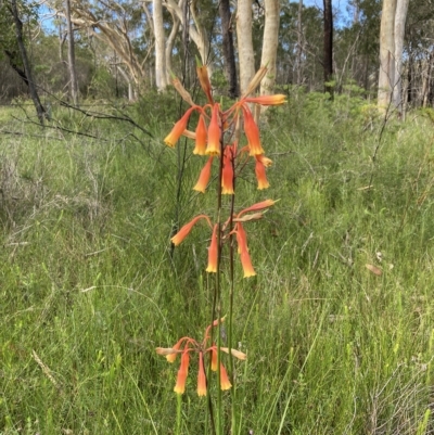 Blandfordia nobilis (Christmas Bells) at Vincentia, NSW - 24 Feb 2023 by AnneG1