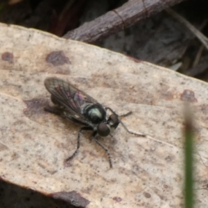 Atomosiini sp. (tribe) at Charleys Forest, NSW - suppressed